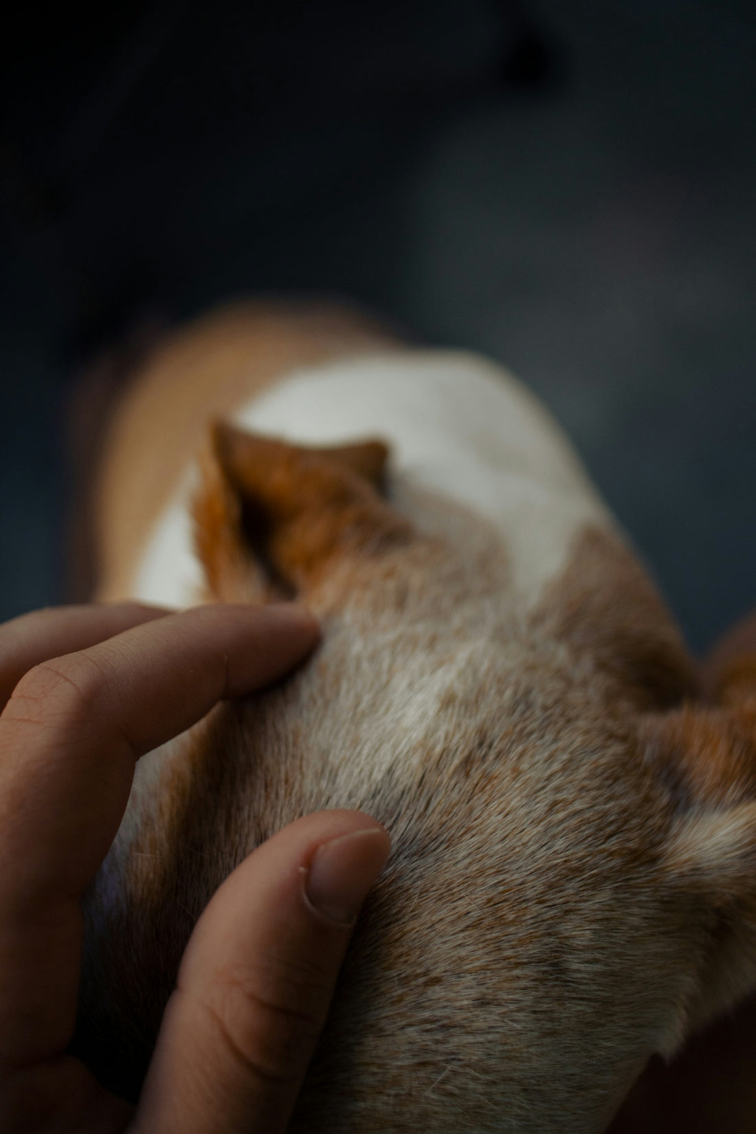 a close up of a person petting a dog