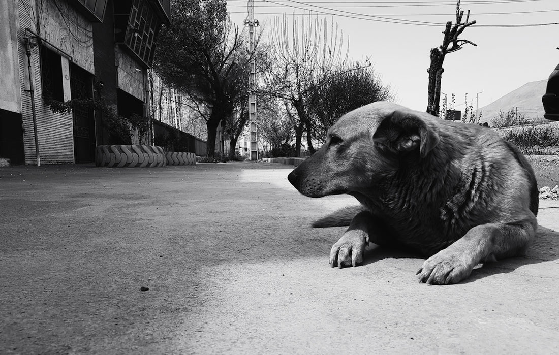 a black and white photo of a dog laying on the ground