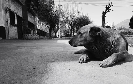 a black and white photo of a dog laying on the ground