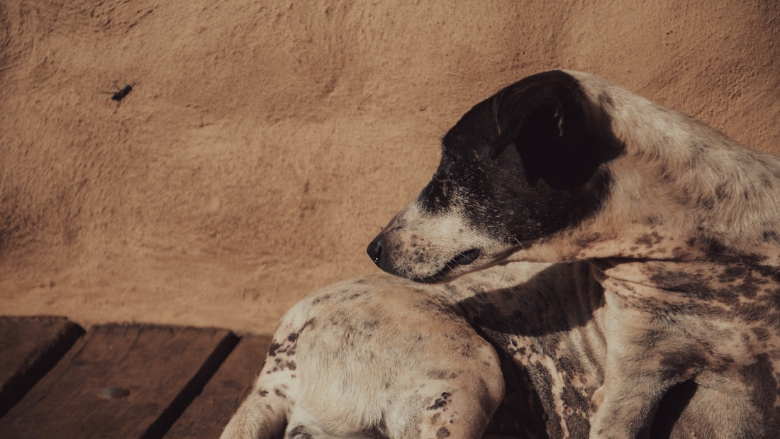 a dog and a baby laying on a wooden bench