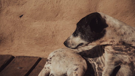 a dog and a baby laying on a wooden bench