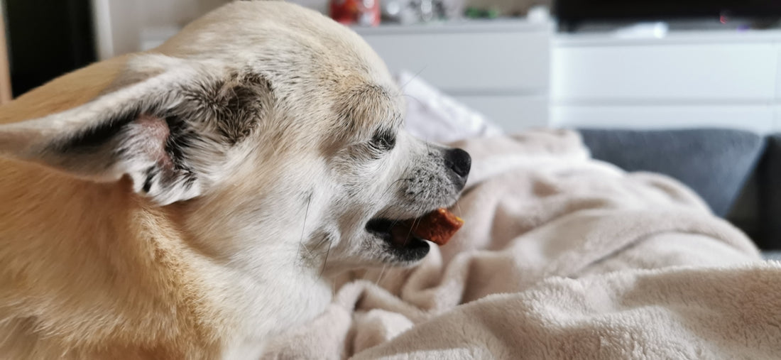 a white dog laying on top of a bed