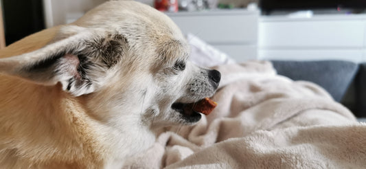 a white dog laying on top of a bed