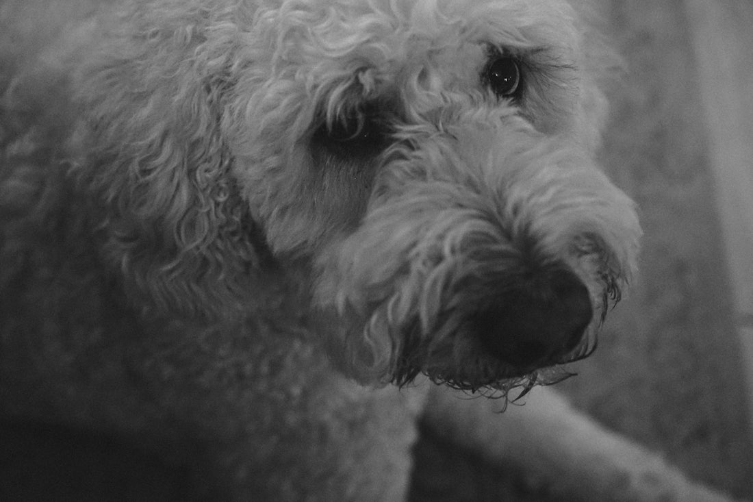 a close up of a dog on a rug