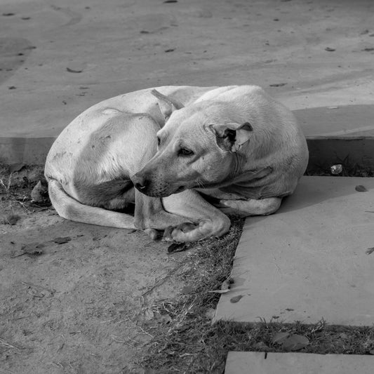 a dog laying on the ground next to a sidewalk