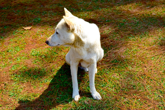 a white dog sitting on top of a lush green field