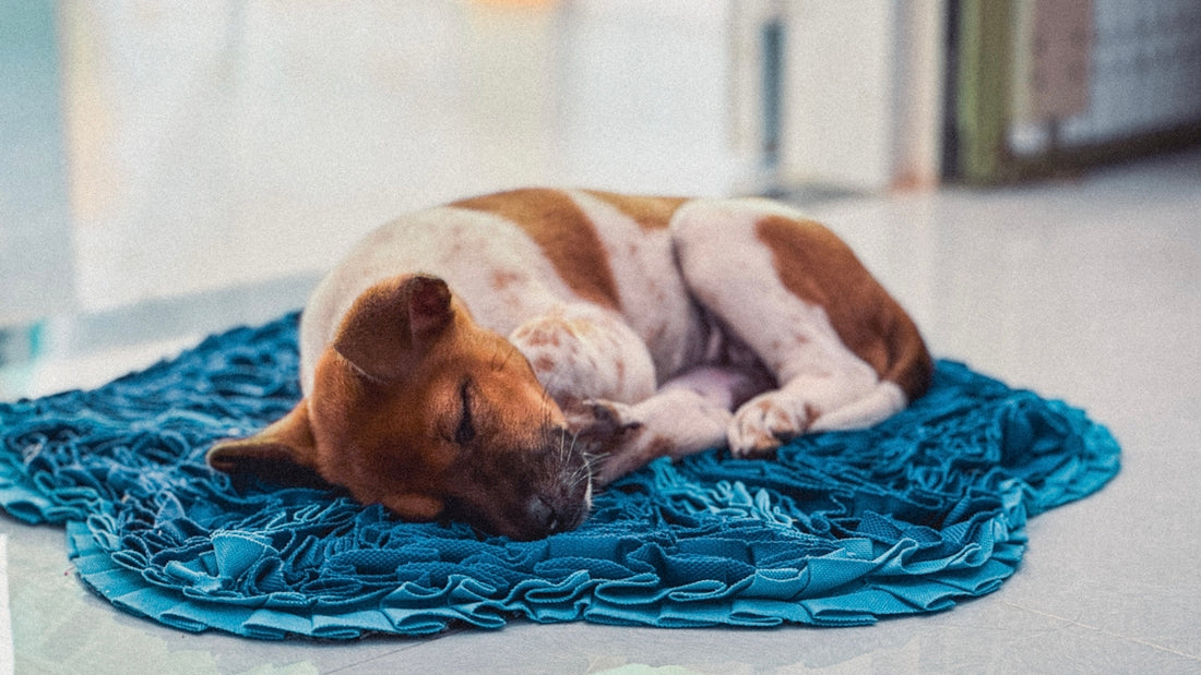 een bruin en wit hond die op een blauw deken ligt