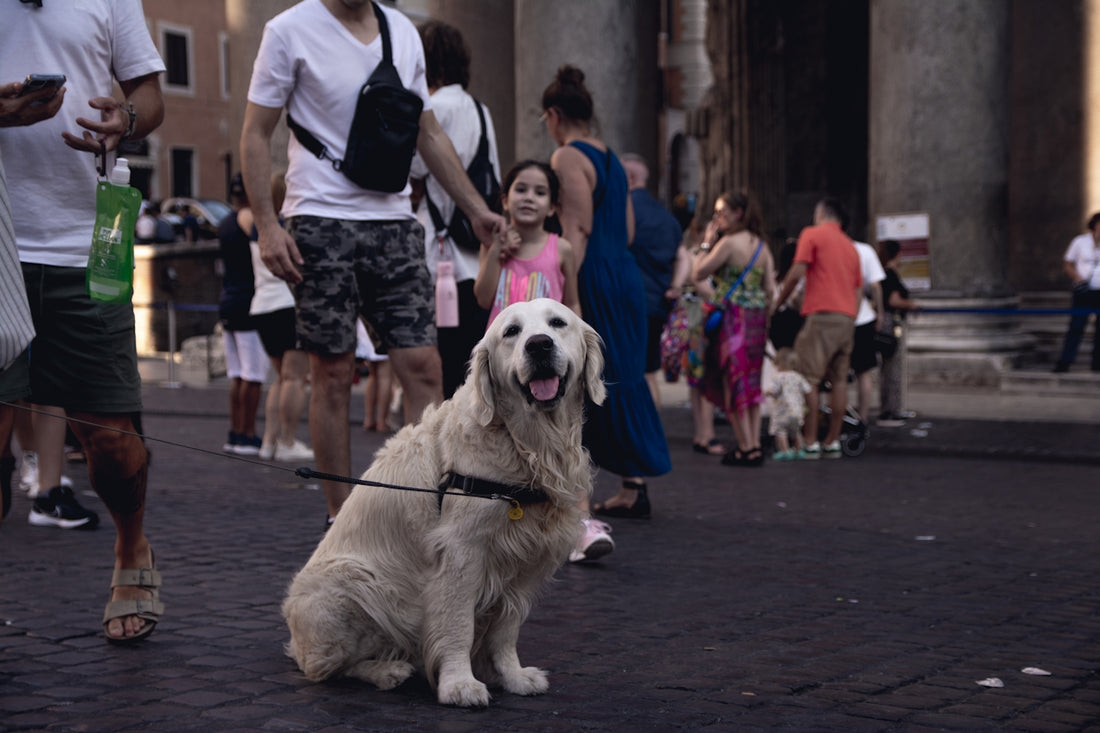 a dog tied to a leash on a city street