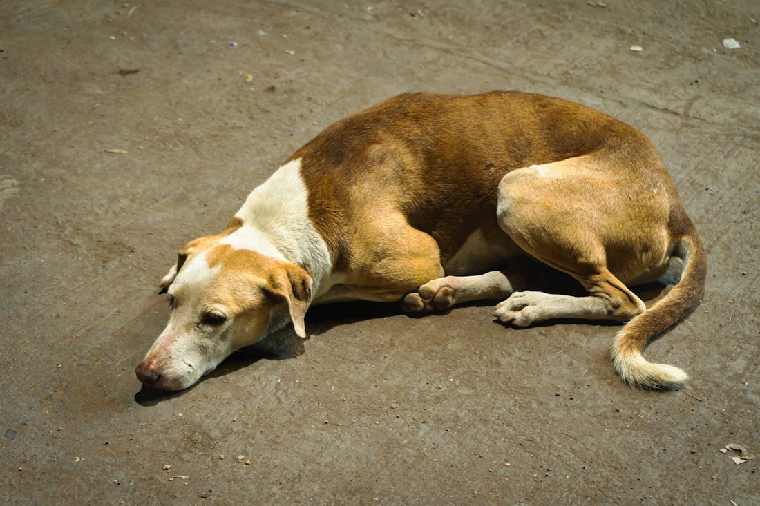 a brown and white dog laying on the ground