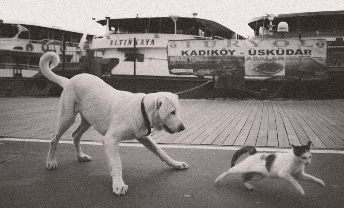 a black and white photo of two dogs and a cat