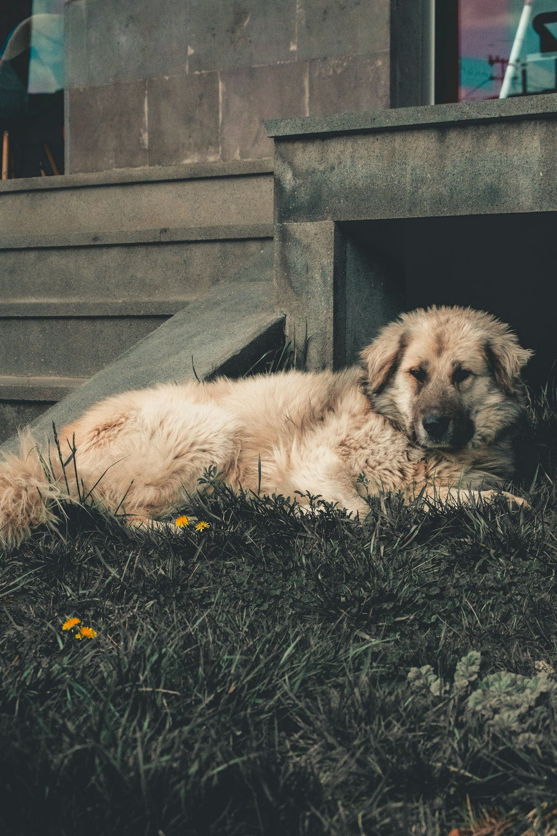 a dog laying in the grass next to a building