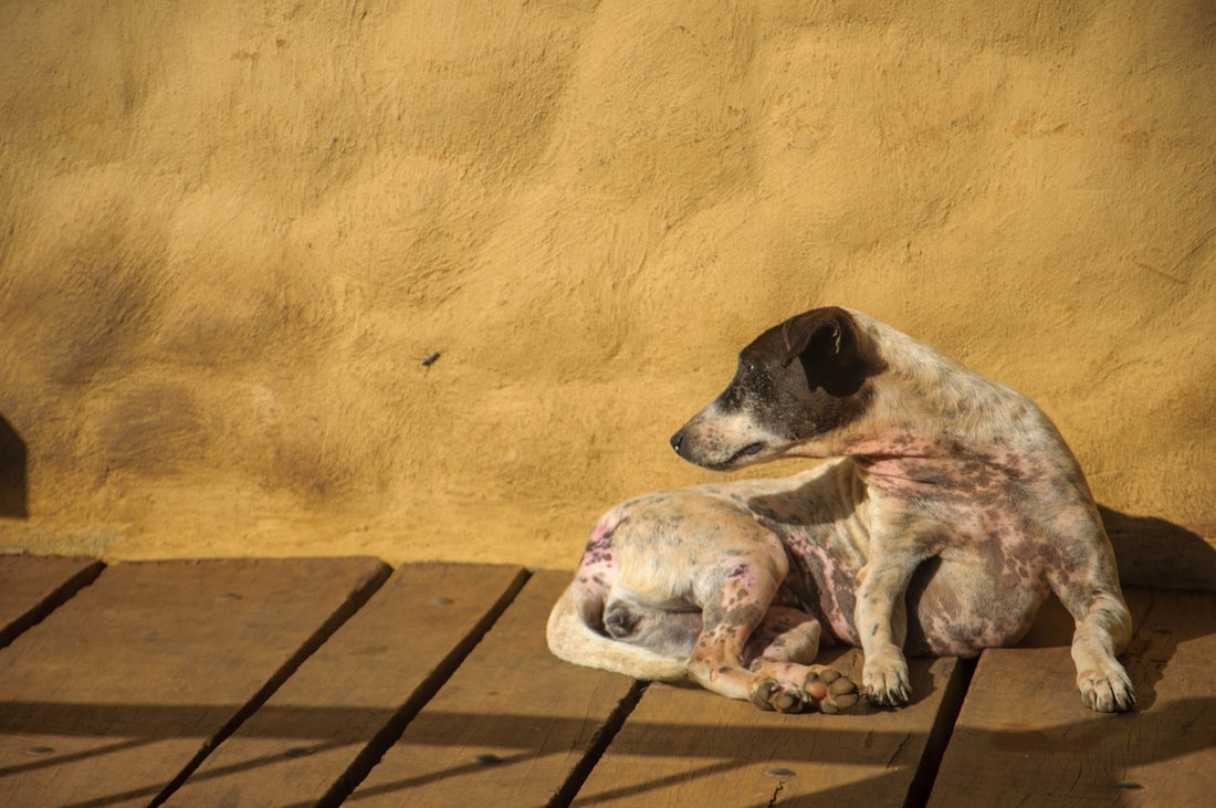 un chien qui est allongé sur un sol en bois