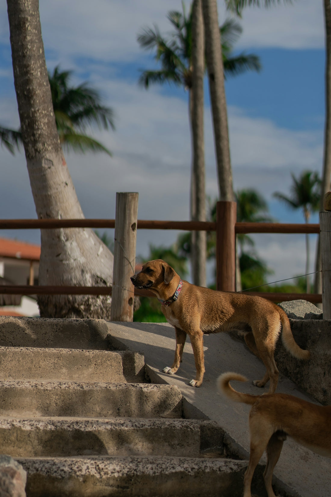 a couple of dogs standing next to each other