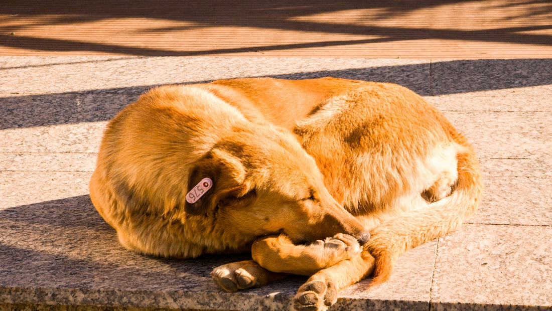 a large brown dog laying on top of a sidewalk