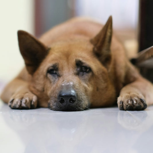 a brown dog laying on the floor next to a table