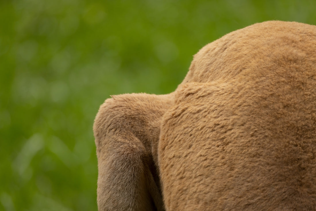 a close up of the back of a teddy bear