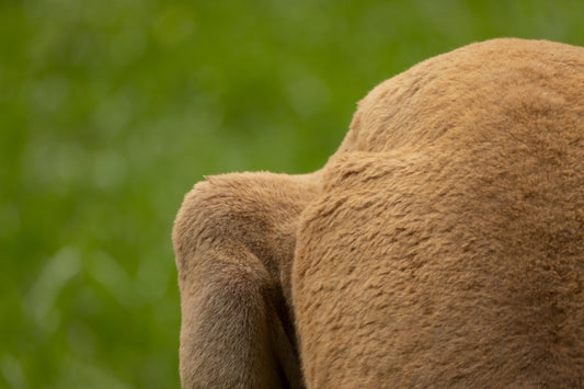 a close up of the back of a teddy bear