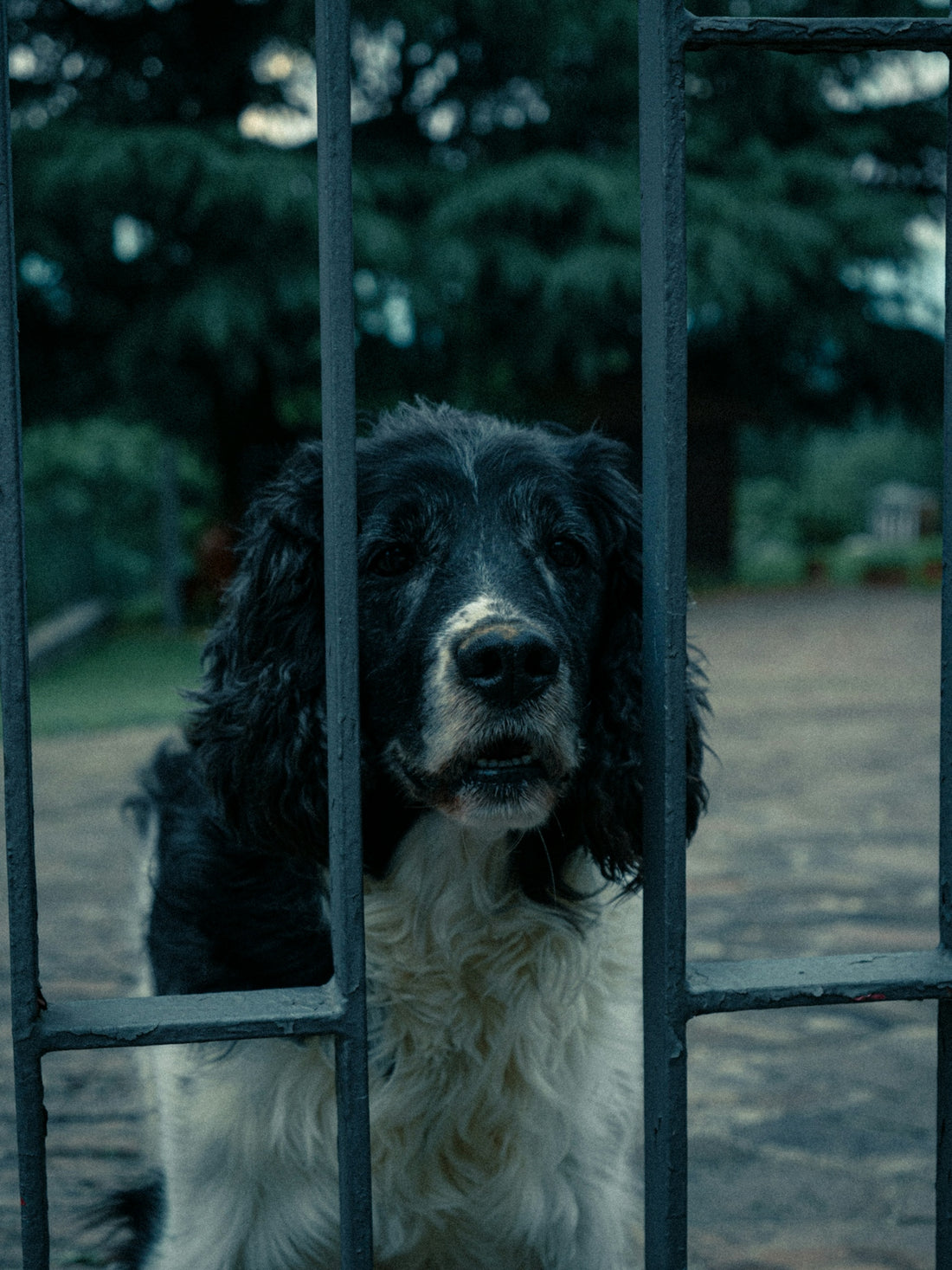 a black and white dog behind a metal fence