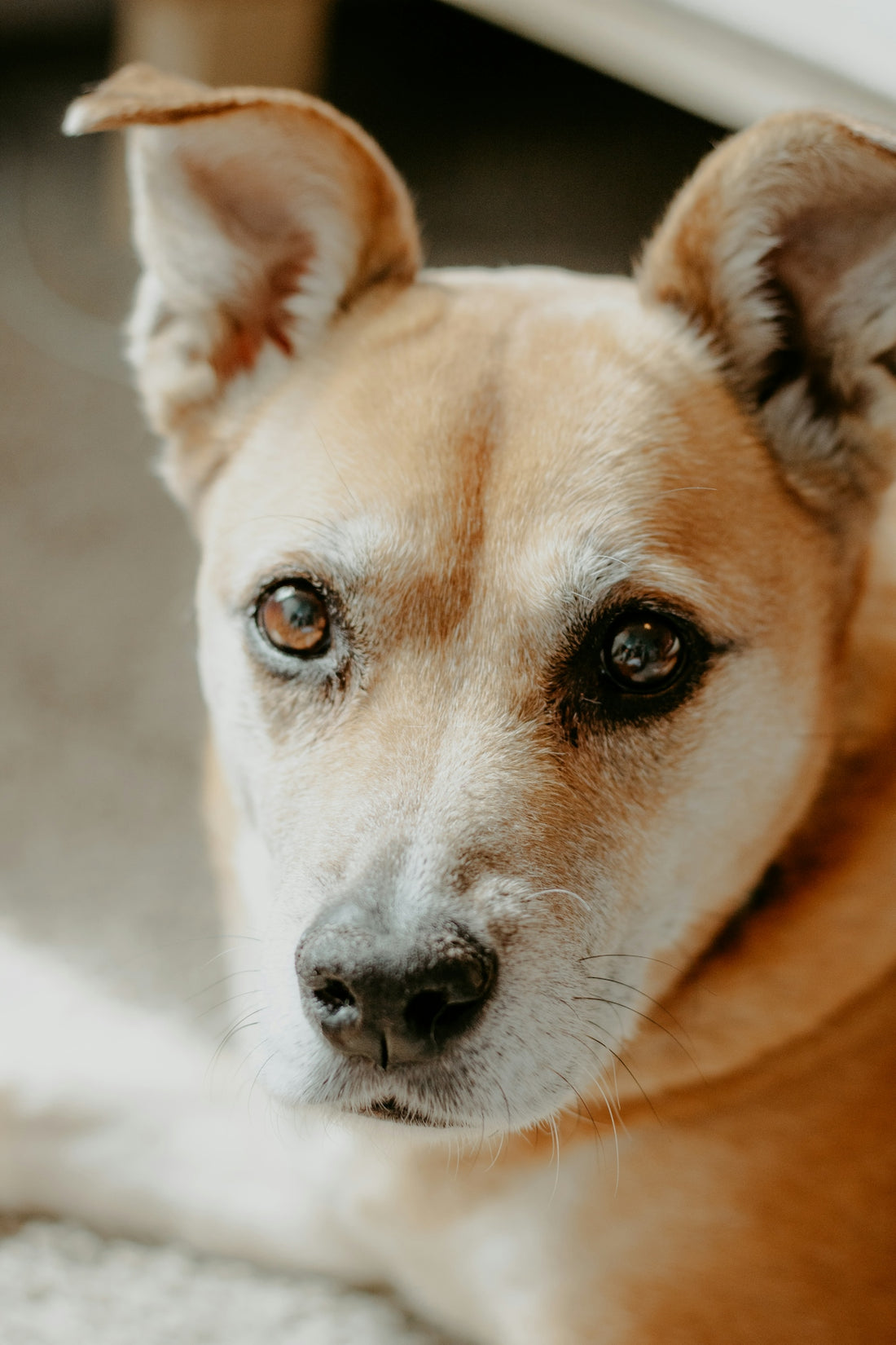 a close up of a dog laying on the ground