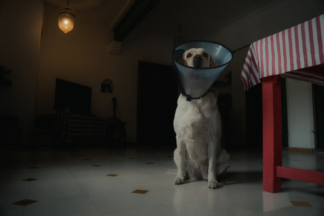 a dog with a cone on its head