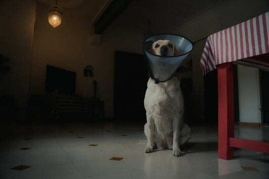 a dog with a cone on its head