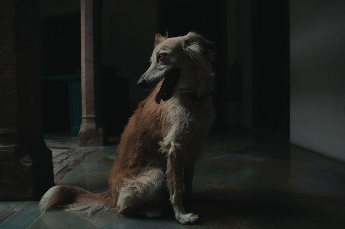 a brown and white dog sitting in a dark room