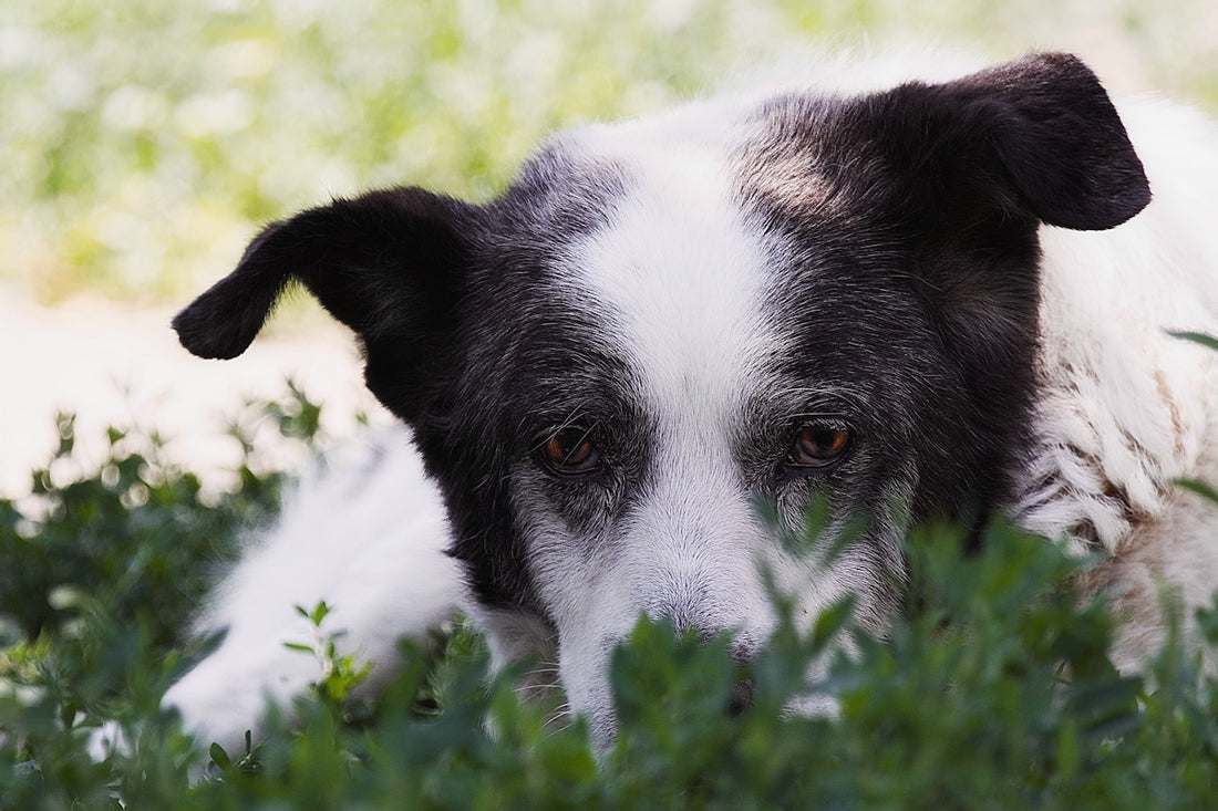 a black and white dog laying in the grass