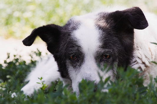 a black and white dog laying in the grass