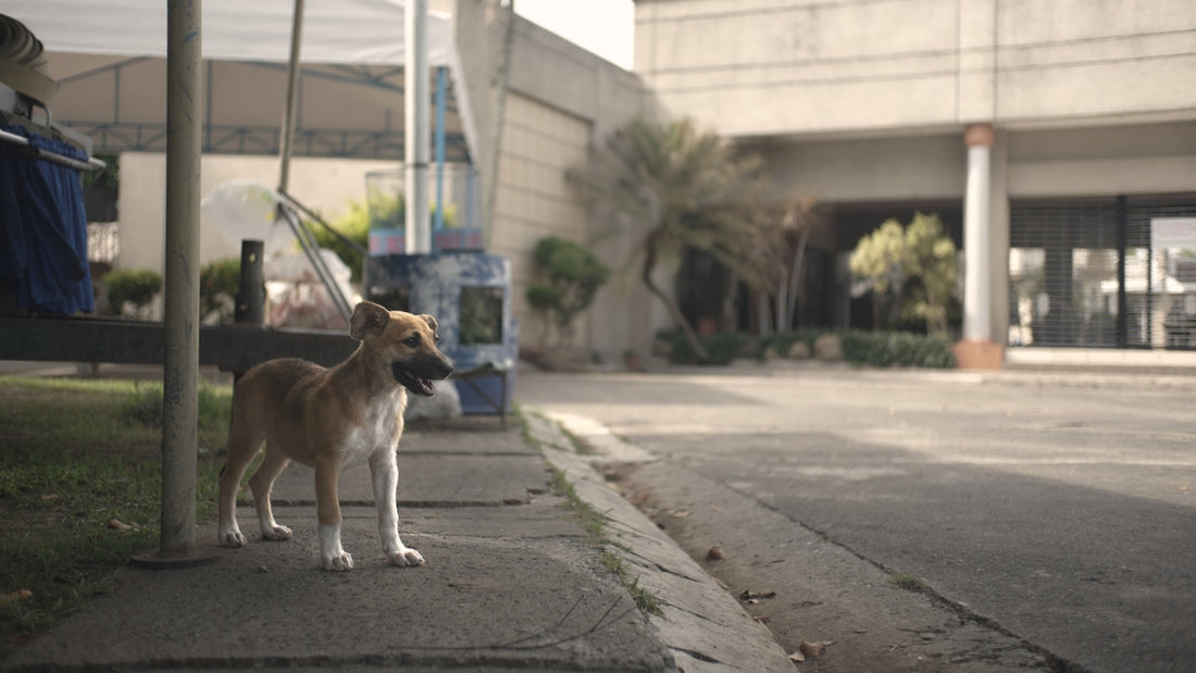 A dog standing on a sidewalk next to a building