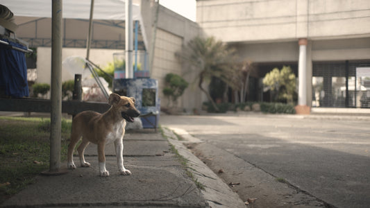 A dog standing on a sidewalk next to a building