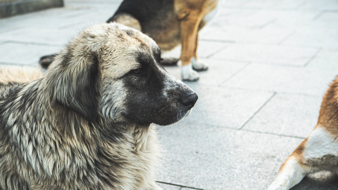 Two dogs are sitting on a sidewalk next to each other