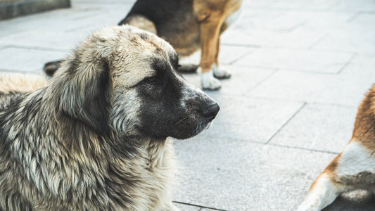 Two dogs are sitting on a sidewalk next to each other
