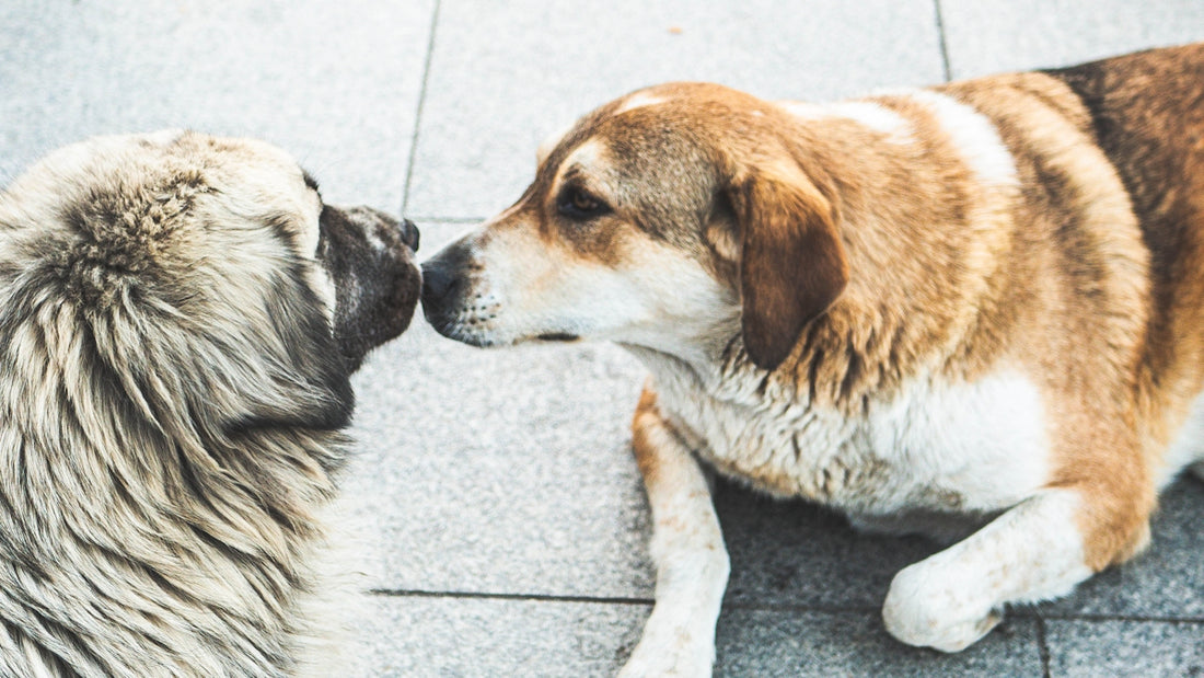 A couple of dogs that are sitting on the ground