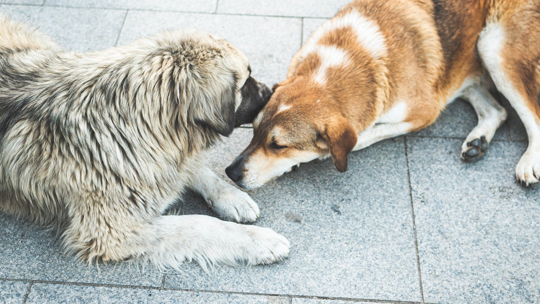 Two dogs playing with each other on a sidewalk