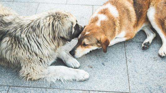 Two dogs playing with each other on a sidewalk