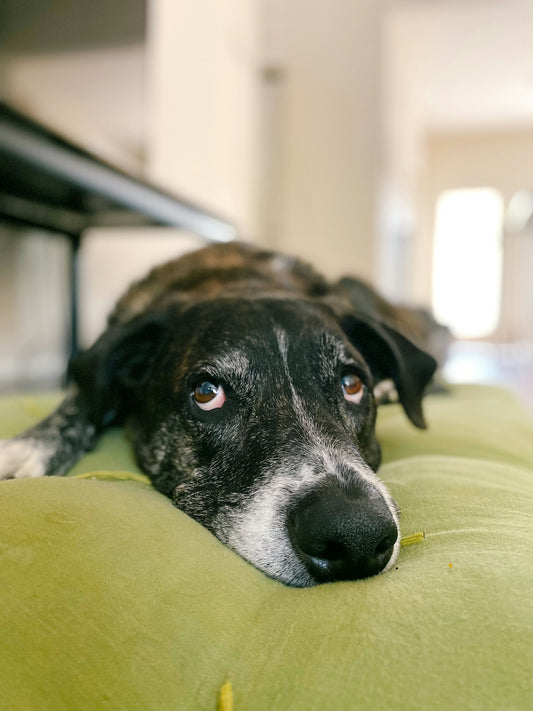A black and white dog laying on a green pillow