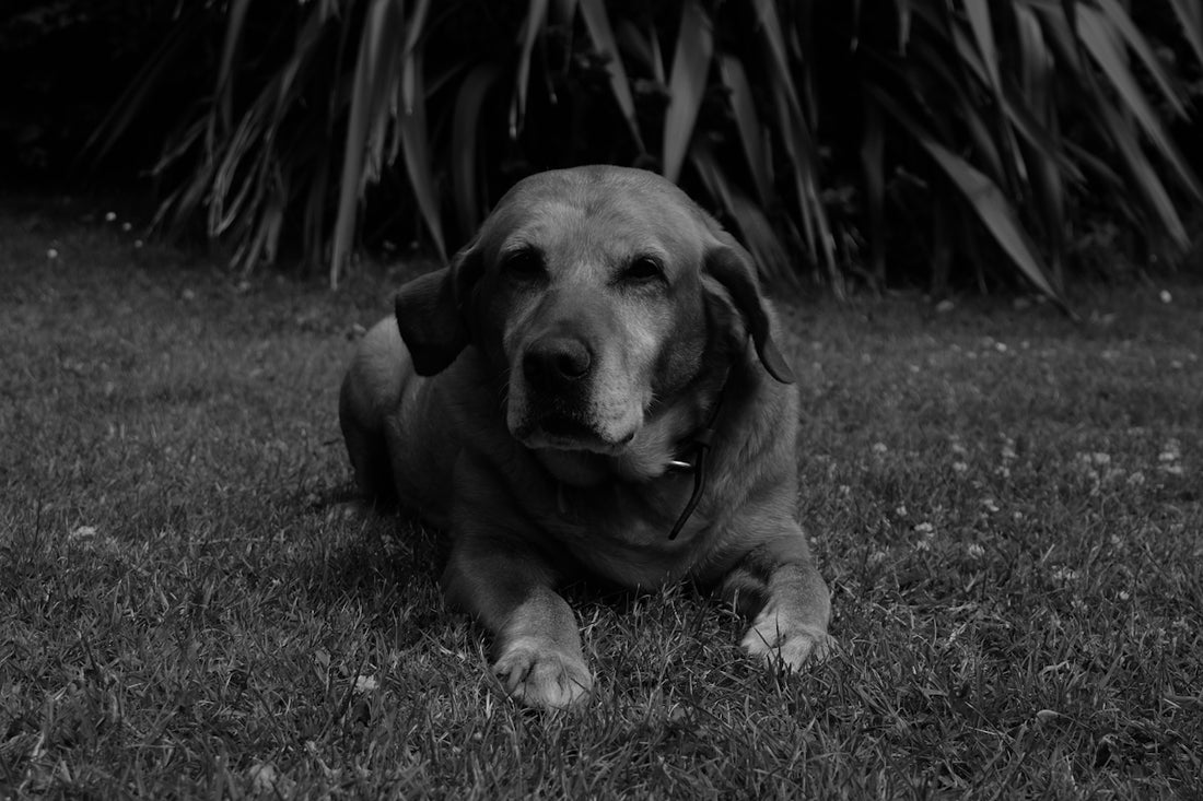 A black and white photo of a dog laying in the grass