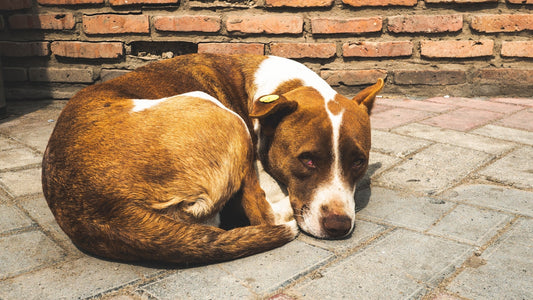 A brown and white dog laying on top of a brick floor