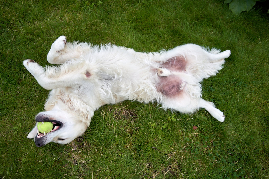 A dog laying on its back with a tennis ball in its mouth