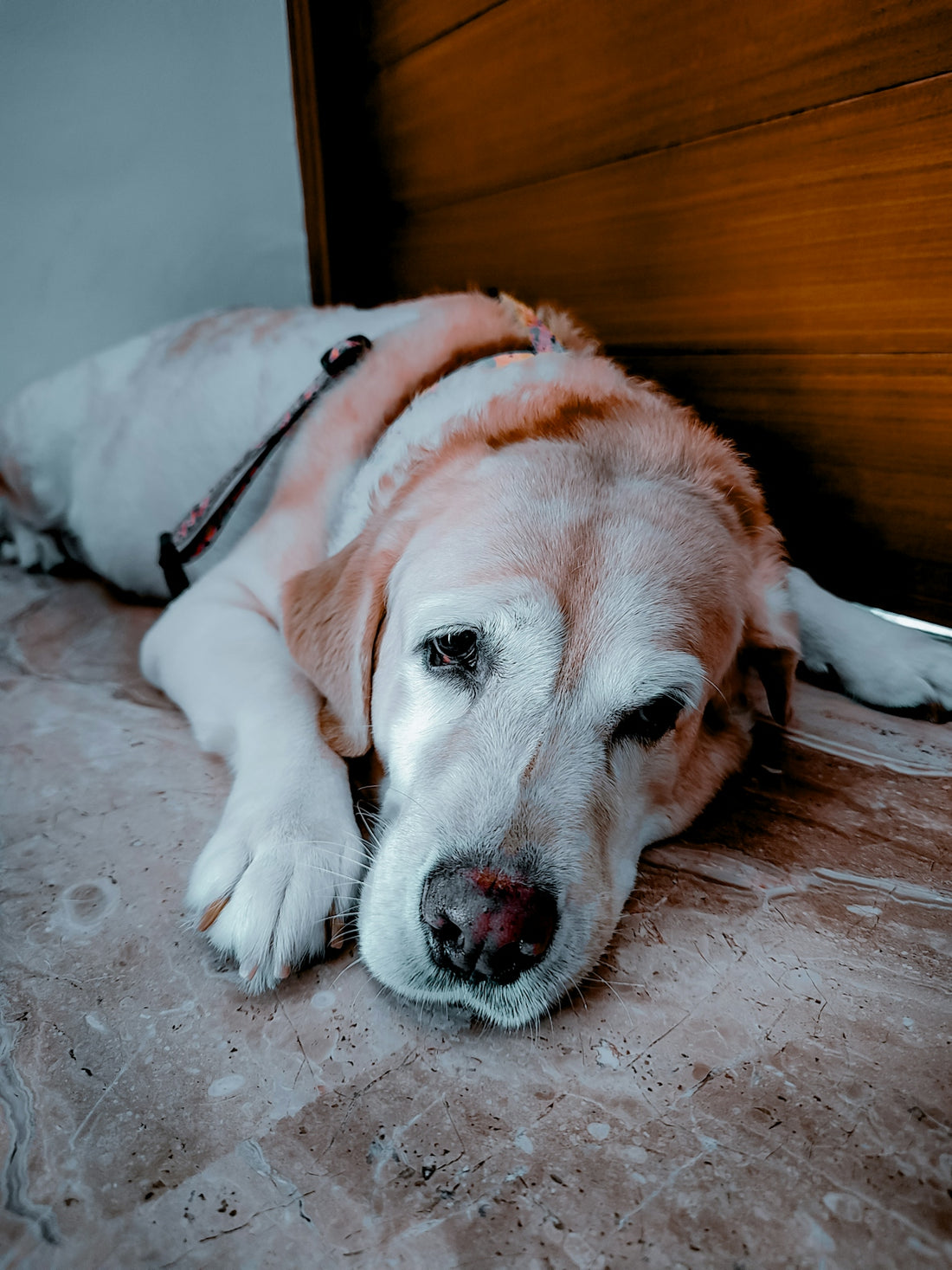 A large white dog laying on top of a bed