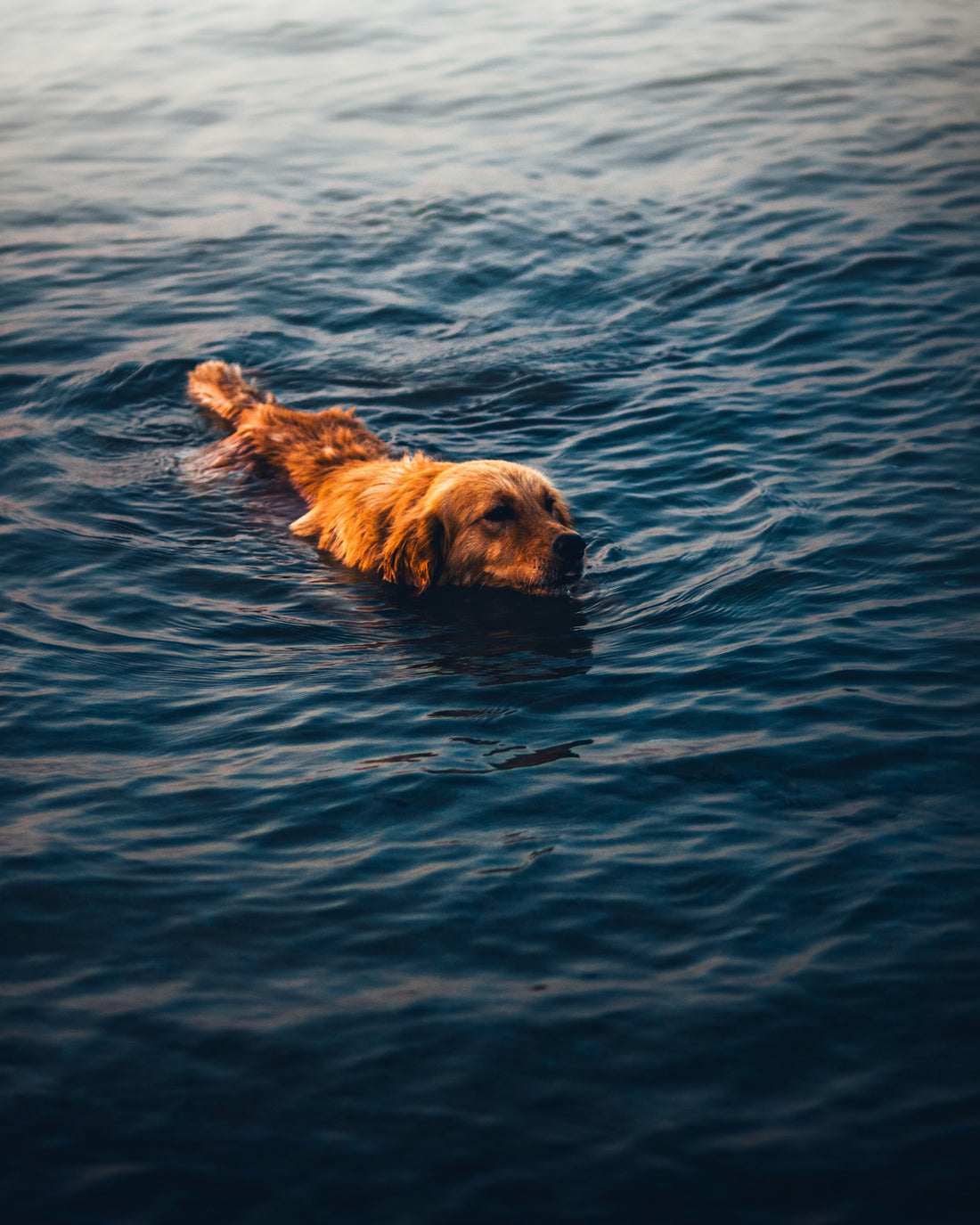 A dog swimming in the water with his head above the water