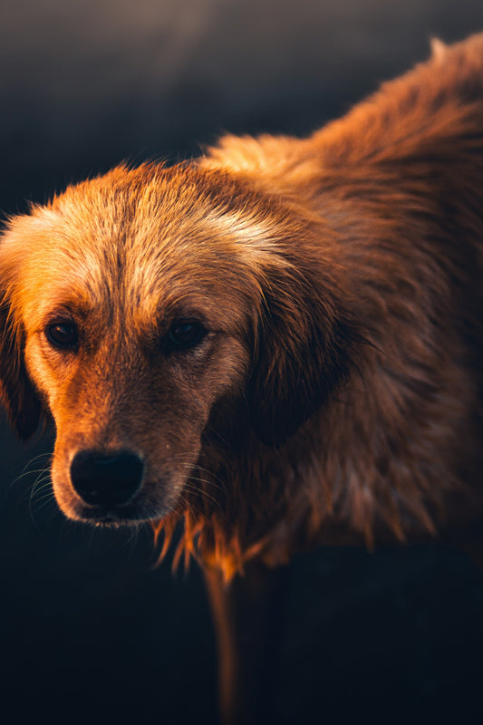 A brown dog standing on top of a wet ground