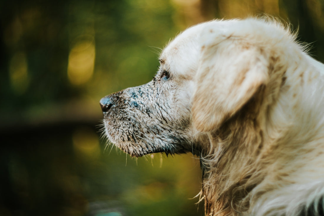 A white dog with wet fur looking off into the distance