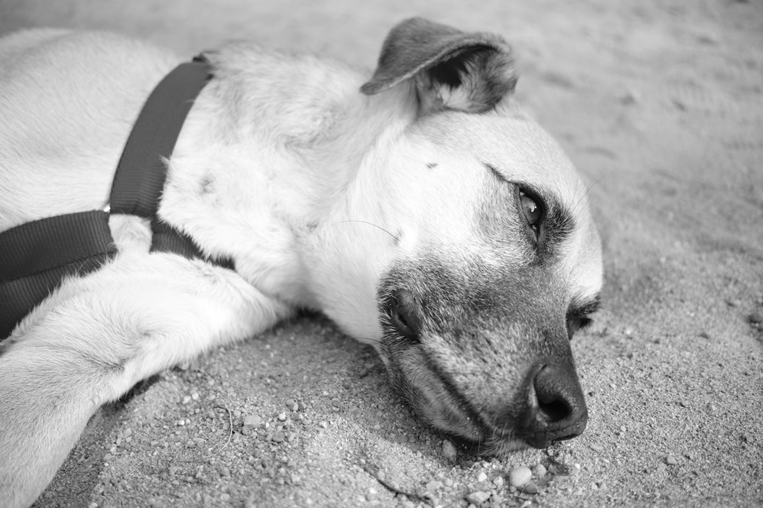 A black and white photo of a dog wearing a harness