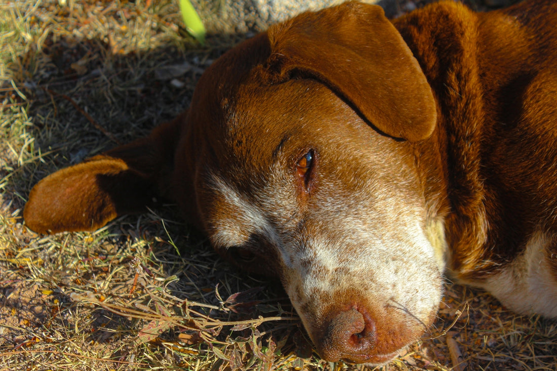A brown and white dog laying on top of a grass covered field