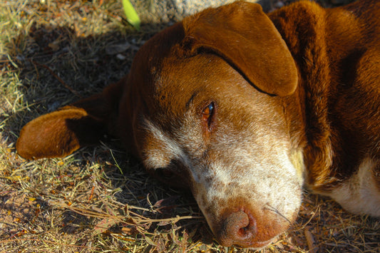 A brown and white dog laying on top of a grass covered field