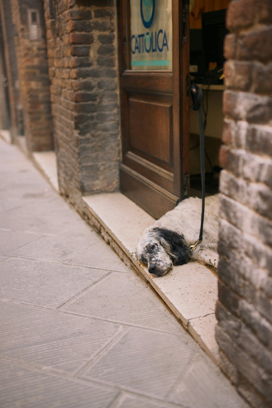 A dog laying on the ground in front of a door