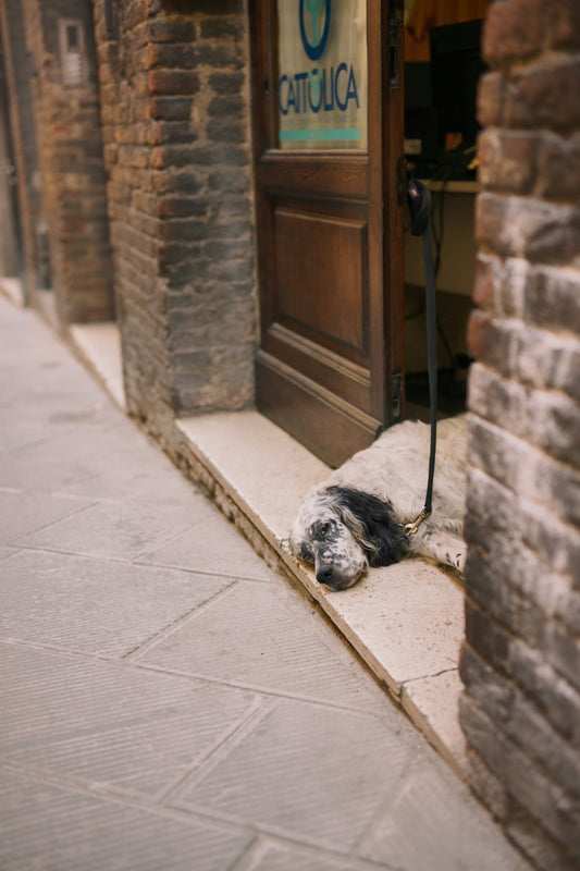 A dog laying on the ground in front of a door