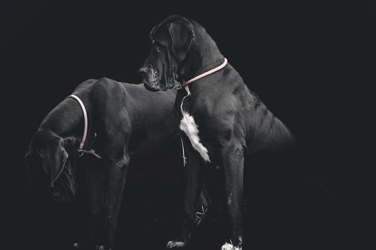 A couple of dogs standing next to each other