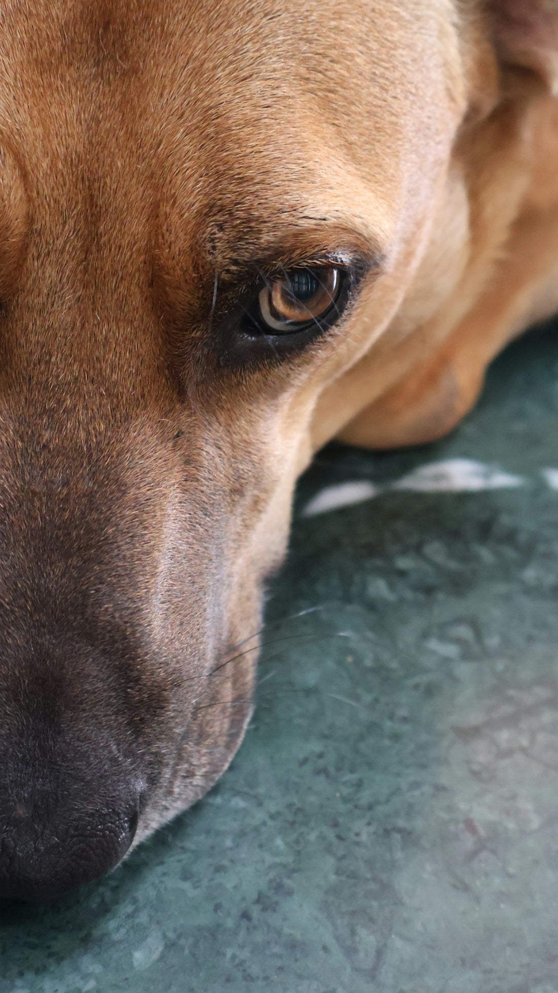 A close up of a dog laying on the ground